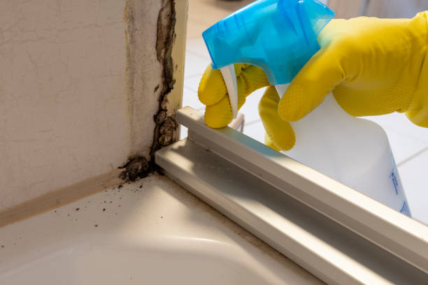 Best Basement Mold Remediation in USA